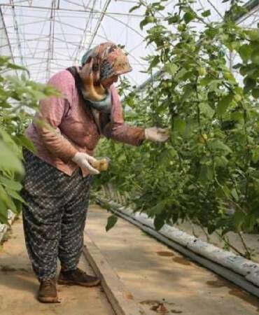 Çiçekten Meyveye Dönüşüyor, Gram Gram Satılıyor: Hasat Eden Köşeyi Dönüyor, Her Paketi Para Basıyor