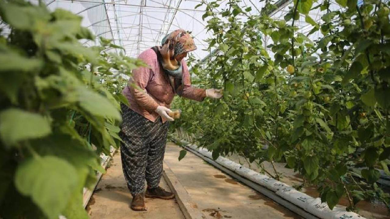 Çiçekten Meyveye Dönüşüyor, Gram Gram Satılıyor: Hasat Eden Köşeyi Dönüyor, Her Paketi Para Basıyor