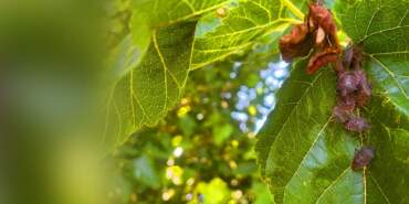 Çiftinin Yeni Kabusu! Ne Zirai Don Ne de Çayır Tırtılı… Ağaçları Sardı İlaç Fayda Etmiyor