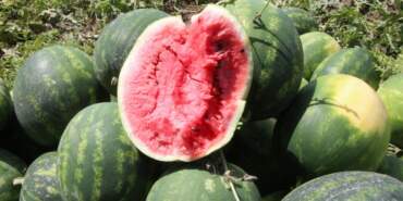 Don Vurmuştu… Adana’da İlk Karpuz Hasadı Başladı: Kilosu Bakın Kaç TL’den Satıldı