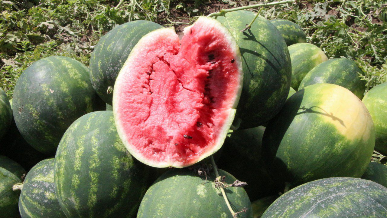 Don Vurmuştu… Adana’da İlk Karpuz Hasadı Başladı: Kilosu Bakın Kaç TL’den Satıldı