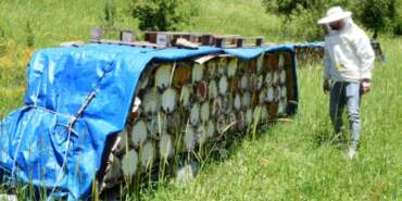 Dünyada Altın Bal Olarak Peş Peşe Ödül Aldı: Yalnızca Türkiye’nin O Şehrinde Üretiliyor