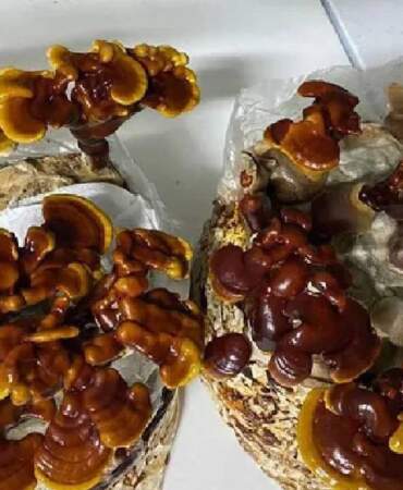 Evinin Boş Odasında Yetiştiriyor, Kilosu 1.500 TL’ye Satıyor! Çabuk Büyüyor, Paraya Para Demiyor