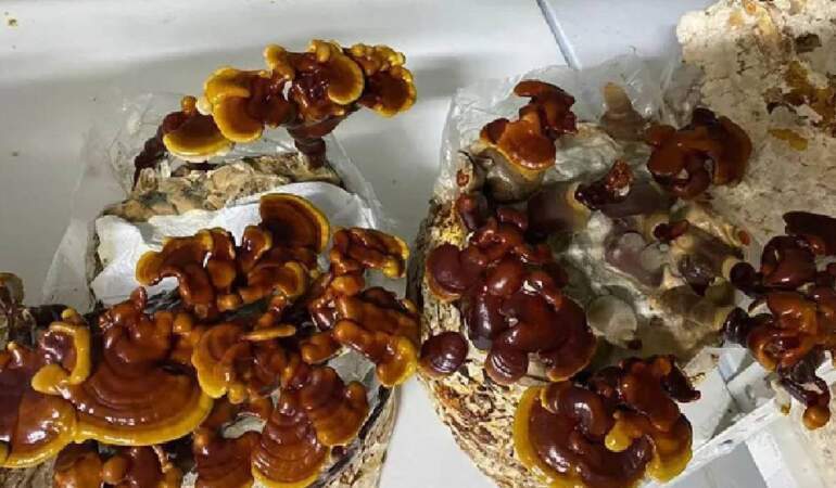 Evinin Boş Odasında Yetiştiriyor, Kilosu 1.500 TL’ye Satıyor! Çabuk Büyüyor, Paraya Para Demiyor
