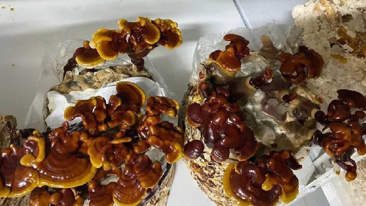 Evinin Boş Odasında Yetiştiriyor, Kilosu 1.500 TL’ye Satıyor! Çabuk Büyüyor, Paraya Para Demiyor