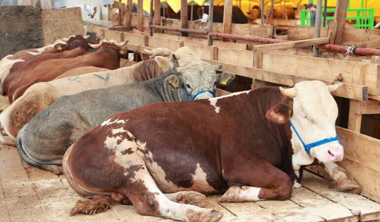 Gebze Balçık Köyü’nde Kurban Mesaisi Başladı