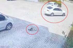 Görenler Kahroldu… Yavru Kedi Öldü, Annesi Başından Ayrılmadı