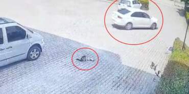 Görenler Kahroldu… Yavru Kedi Öldü, Annesi Başından Ayrılmadı