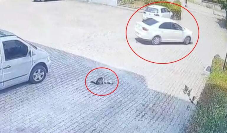 Görenler Kahroldu… Yavru Kedi Öldü, Annesi Başından Ayrılmadı