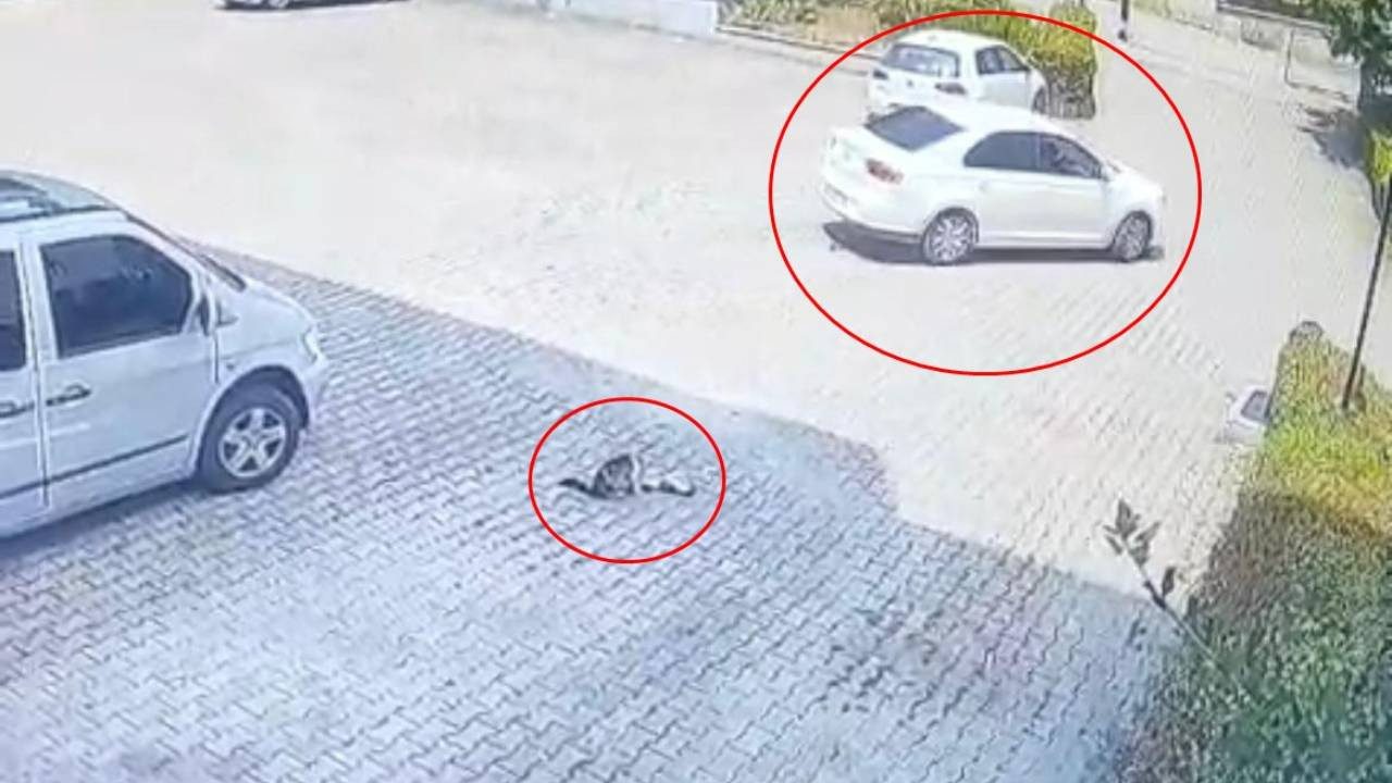 Görenler Kahroldu… Yavru Kedi Öldü, Annesi Başından Ayrılmadı