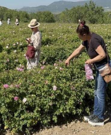Güneşten Kaçırılan Hasat: Güneş Patlatmasın Diye Erkenden Toplanıyor, Her Damlası Altın Değerinde Satılıyor