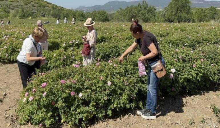 Güneşten Kaçırılan Hasat: Güneş Patlatmasın Diye Erkenden Toplanıyor, Her Damlası Altın Değerinde Satılıyor