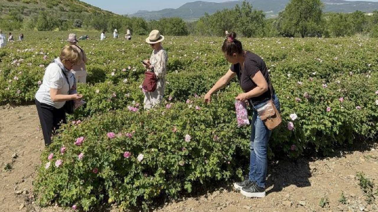 Güneşten Kaçırılan Hasat: Güneş Patlatmasın Diye Erkenden Toplanıyor, Her Damlası Altın Değerinde Satılıyor