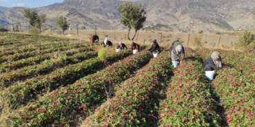 Hasadı Zirai Don Vurunca Bir Gecede Her Şey Sıfırlandı! Pes Etmediler, Şimdi Kilosu 70 Liradan Satılıyor