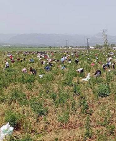 Hasat Ettiği Ürünleri Satamayınca Bedava Dağıttı! Duyan Binlerce Kişi Tarlaya Akın Etti
