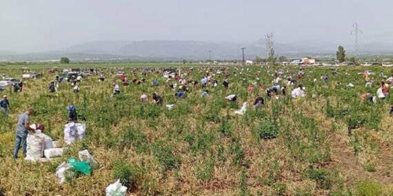 Hasat Ettiği Ürünleri Satamayınca Bedava Dağıttı! Duyan Binlerce Kişi Tarlaya Akın Etti