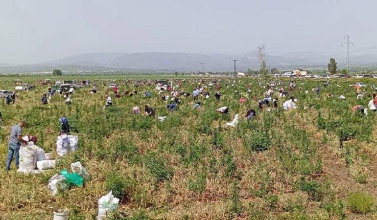 Hasat Ettiği Ürünleri Satamayınca Bedava Dağıttı! Duyan Binlerce Kişi Tarlaya Akın Etti