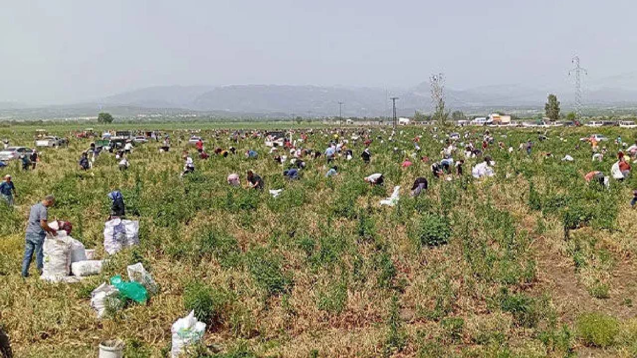 Hasat Ettiği Ürünleri Satamayınca Bedava Dağıttı! Duyan Binlerce Kişi Tarlaya Akın Etti