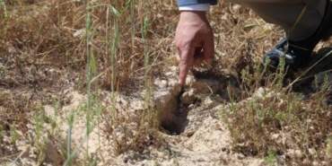 Hatay’da Hasat Başladı, Çiftçi Kan Ağladı! 38 Yıldır Böylesi Görülmedi, Bakan Şaştı Kaldı