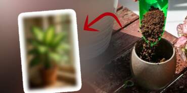 Herkesin Evinde Olan Çiçek ‘Gizli Zehir’ Çıktı! Meğer Yüzyıllık İşkence Yöntemiymiş