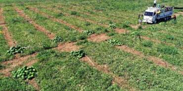 Karpuz Hasadı Bereketli Başladı: O İlimizde Üreticinin Yüzü Gülüyor, Tarlada Kilogram Fiyatı 7 Lira Oldu