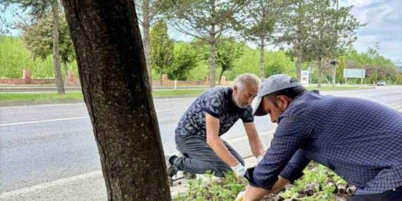 Kastamonu’nun Her Köşesine Ekildi! Sayısı 70 Bini Aştı… Renk Renk