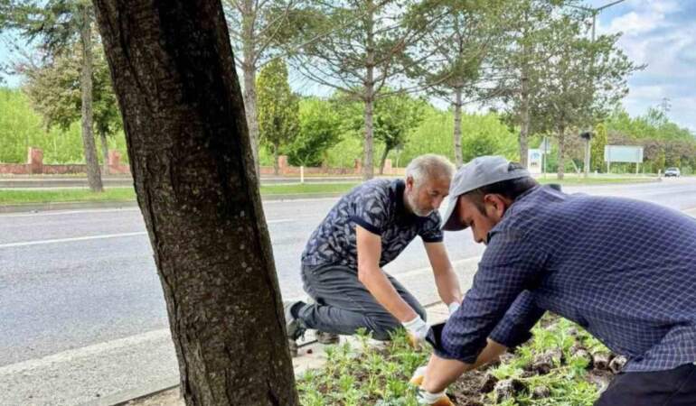 Kastamonu’nun Her Köşesine Ekildi! Sayısı 70 Bini Aştı… Renk Renk