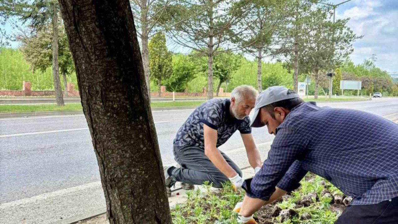 Kastamonu’nun Her Köşesine Ekildi! Sayısı 70 Bini Aştı… Renk Renk
