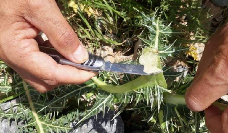 Kökünden Süt Fışkırıyor, Kilosu Altınla Yarışıyor: Dağdan Toplanıyor, 12 Bin TL’ye Satılıyor
