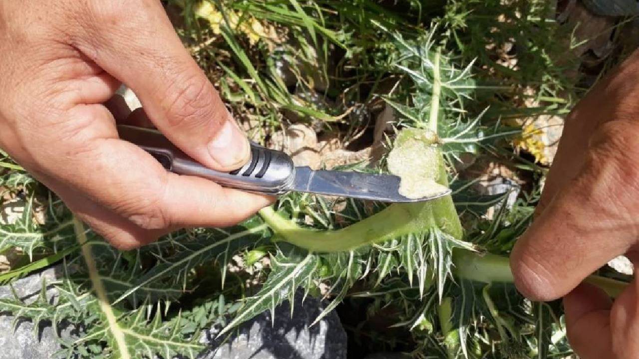 Kökünden Süt Fışkırıyor, Kilosu Altınla Yarışıyor: Dağdan Toplanıyor, 12 Bin TL’ye Satılıyor