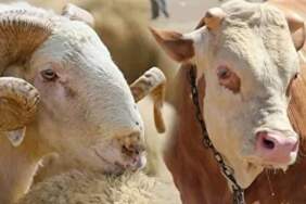 Küçükbaş ve Büyükbaş Kurbanlıklar Ne Kadar? Bayrama Sayılı Günler Kala Kurbanlık Fiyatları Netleşti