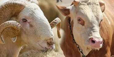 Küçükbaş ve Büyükbaş Kurbanlıklar Ne Kadar? Bayrama Sayılı Günler Kala Kurbanlık Fiyatları Netleşti