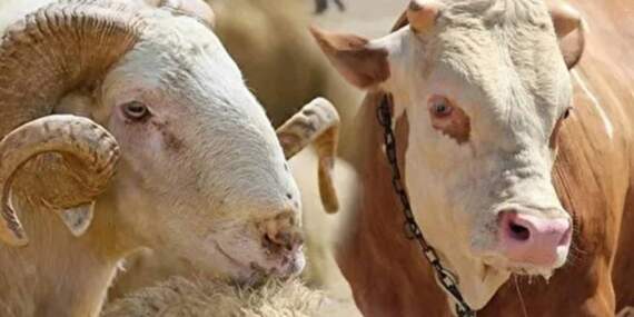 Küçükbaş ve Büyükbaş Kurbanlıklar Ne Kadar? Bayrama Sayılı Günler Kala Kurbanlık Fiyatları Netleşti