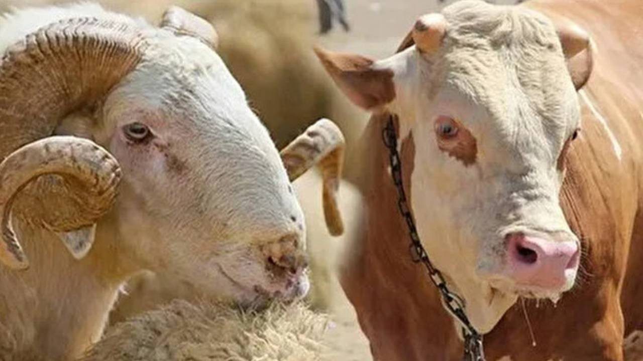 Küçükbaş ve Büyükbaş Kurbanlıklar Ne Kadar? Bayrama Sayılı Günler Kala Kurbanlık Fiyatları Netleşti