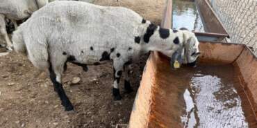 Kurban Alırken Aman Dikkat! Bu Hileyle Kurbanlıkları Şişirip 2 Katına Satıyorlar