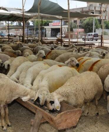 Kurban Bayramı’na Sayılı Günler Kala Pazarlık Arttı! Küçükbaş Kurbanlıklar Ne Kadar?