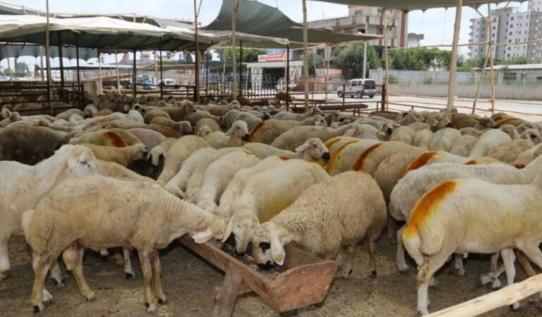Kurban Bayramı’na Sayılı Günler Kala Pazarlık Arttı! Küçükbaş Kurbanlıklar Ne Kadar?
