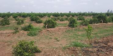 Mersin’de Çevre Katliamı! Yüzlerce Ağacı Kesip Kaçmışlar