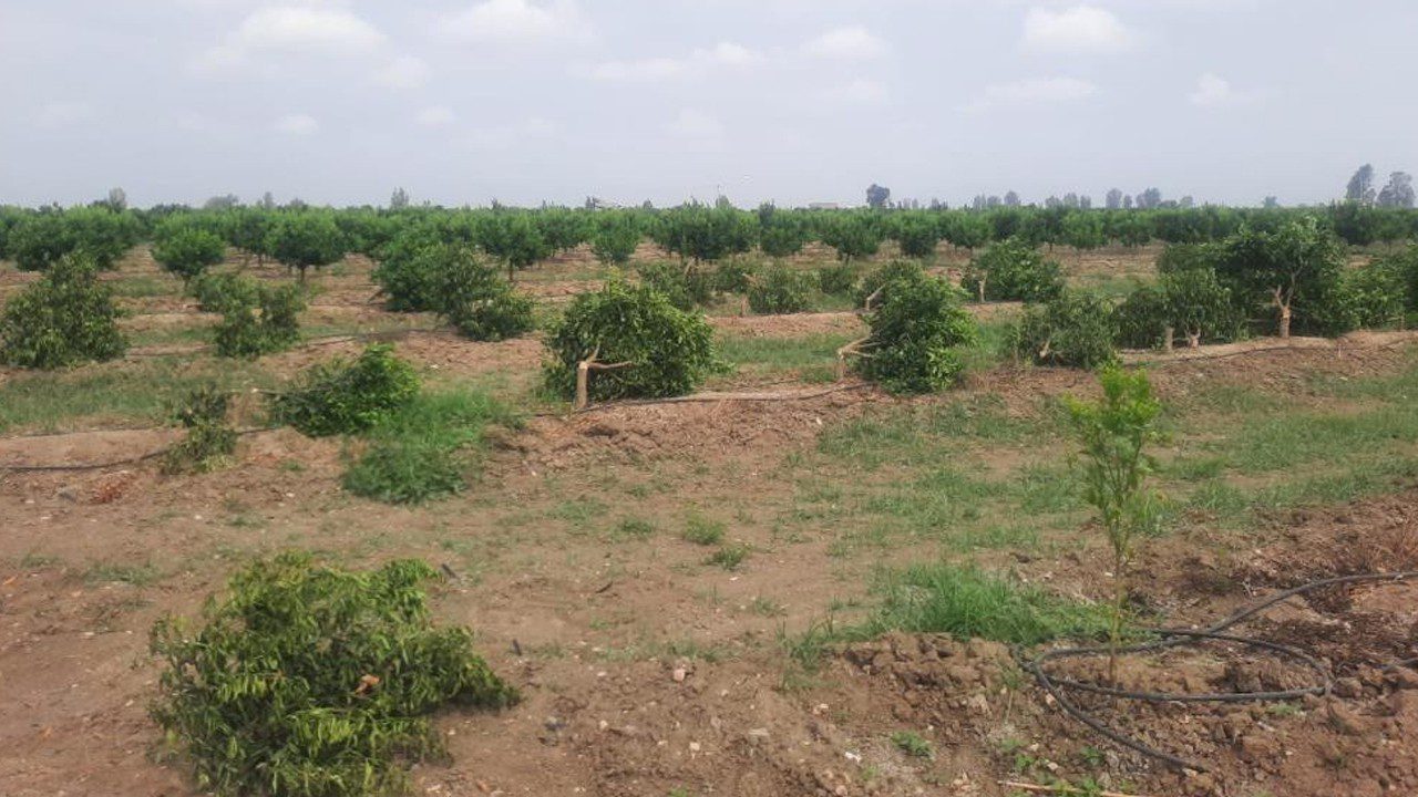 Mersin’de Çevre Katliamı! Yüzlerce Ağacı Kesip Kaçmışlar