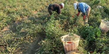 Mersin’de Örtü Altı Hasatta Sona Gelindi: Kilosu 25 Liraya Geriledi