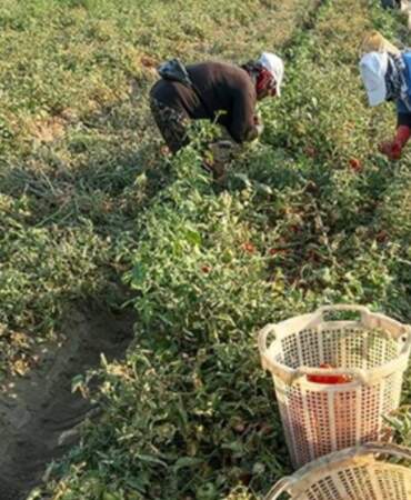 Mersin’de Örtü Altı Hasatta Sona Gelindi: Kilosu 25 Liraya Geriledi