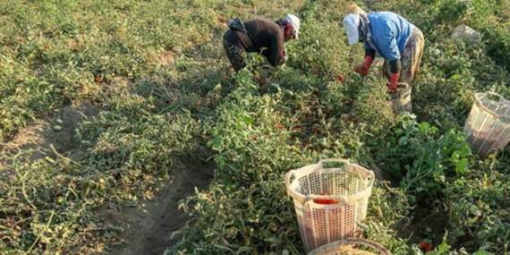 Mersin’de Örtü Altı Hasatta Sona Gelindi: Kilosu 25 Liraya Geriledi