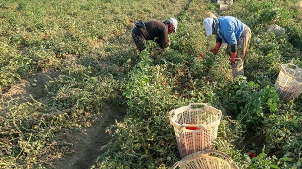 Mersin’de Örtü Altı Hasatta Sona Gelindi: Kilosu 25 Liraya Geriledi