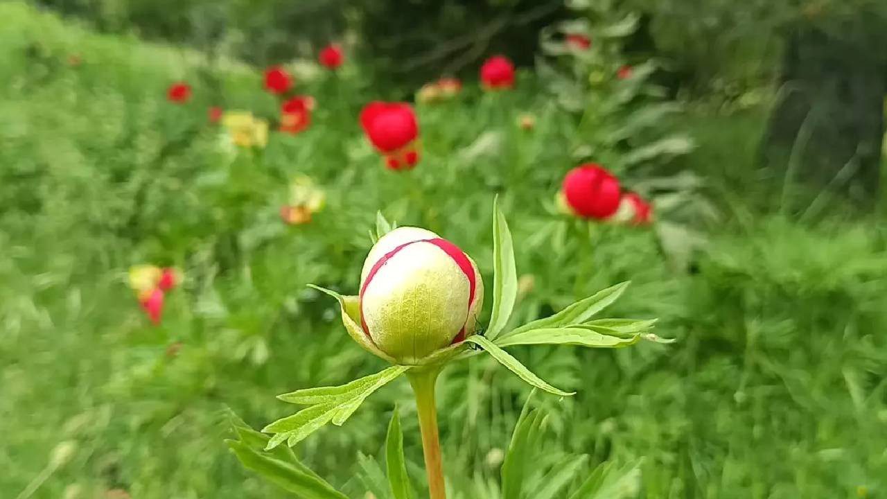 Sadece 10 Gün Yaşıyor: Dokunana 557 Bin TL Ceza Kesiliyor