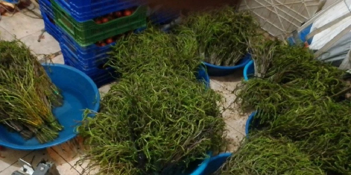 sarmasik-ot sarmasik-ot.jpg