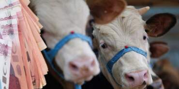 Şehir Şehir Kurbanlık Fiyatları Belli Oldu! İşte Yeni Fiyat Listesi