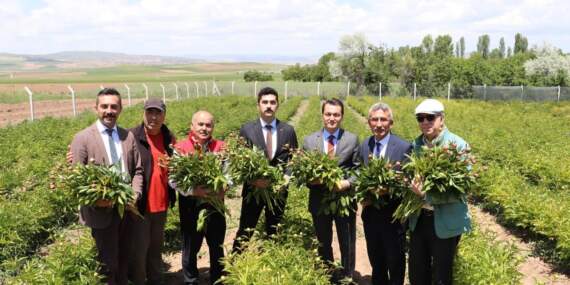 Sivas’ın Gözdesinin Hasadı Başladı