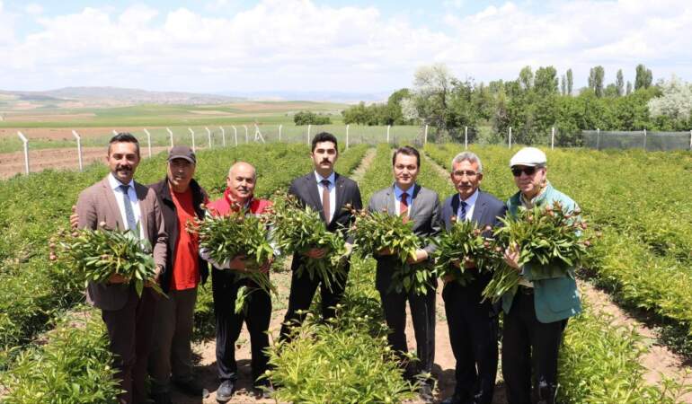 Sivas’ın Gözdesinin Hasadı Başladı