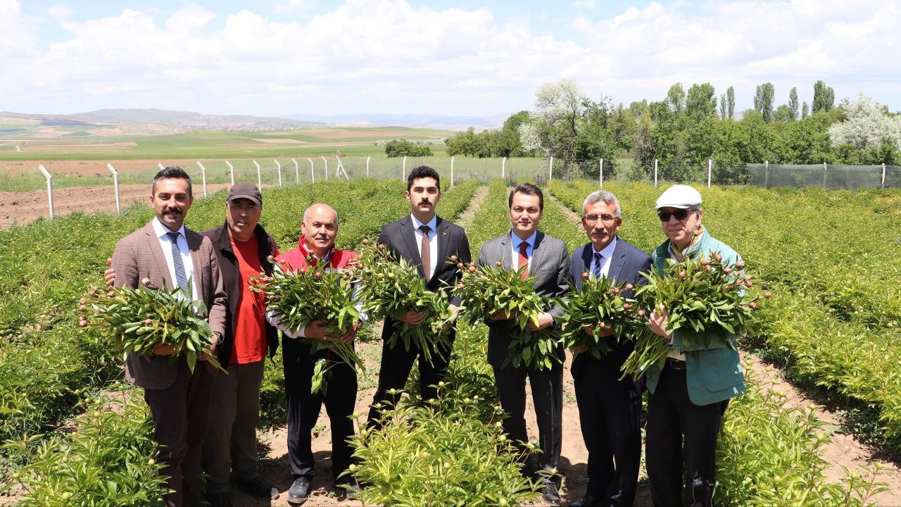 Sivas’ın Gözdesinin Hasadı Başladı