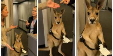 Sosyal Medyayı Salladı, Milyonlarca Kez İzlendi! Uçağa Alınmayan Kangurunun Arkasındaki Gerçek Ortaya Çıktı